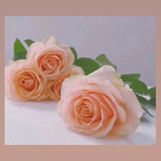 玫瑰—胭脂 商品图0