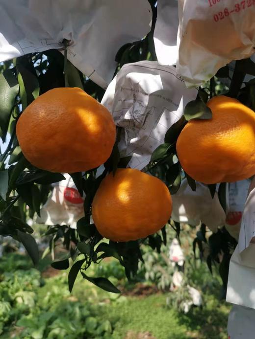 【四川•春见（耙耙柑8斤/10斤）】清甜果粒多 爆汁脆嫩 皮薄易撕不脏手 现摘现发 商品图8