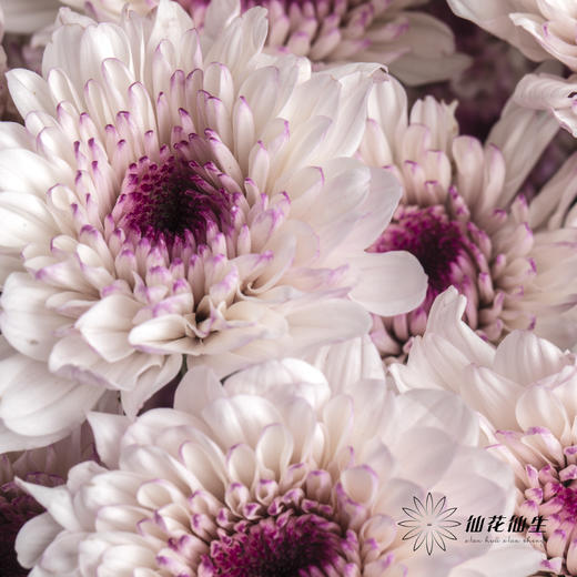 小菊 | 香草草莓 商品图2