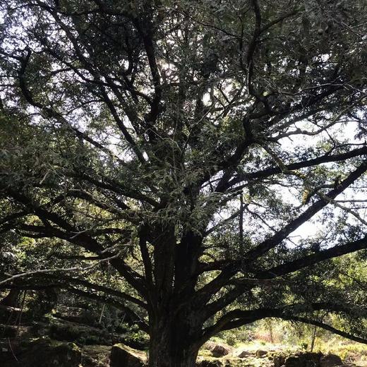 礼袋【野香榧子 】珍贵坚果，百年老树，9807平方公里无排污工厂 商品图4