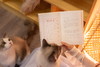 《猫苑猫乘》 | 中国人吸猫宝典 带你看透猫的808个小秘密，赠送精美猫猫形状书签和贴纸 商品缩略图10