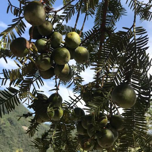 礼袋【野香榧子 】珍贵坚果，百年老树，9807平方公里无排污工厂 商品图3