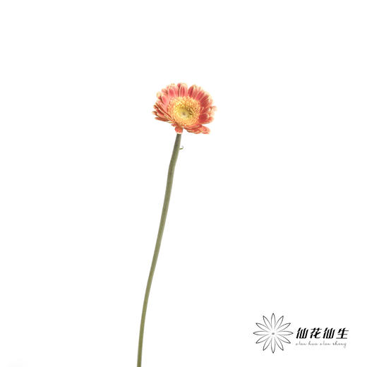 非洲菊 | 艾玛 商品图3