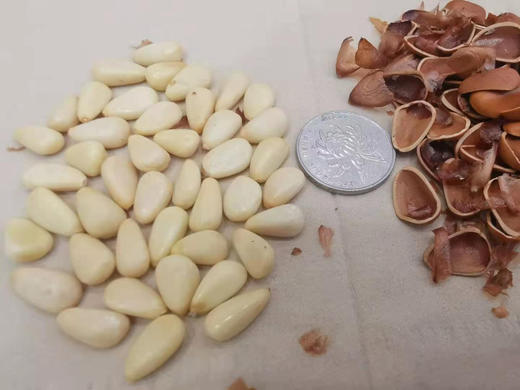 【坚果系列】东北松子、王中王大颗粒、巨无霸虎皮松子，颗粒饱满，开口率高，几乎没有空壳~3A开口松子品质也不错，主打性价比 商品图2