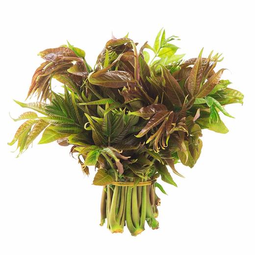 华山红香椿1斤脆嫩爽口回味甘香叶厚芽嫩绿叶红边新鲜采摘