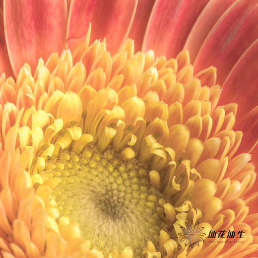 非洲菊 | 艾玛 商品图5