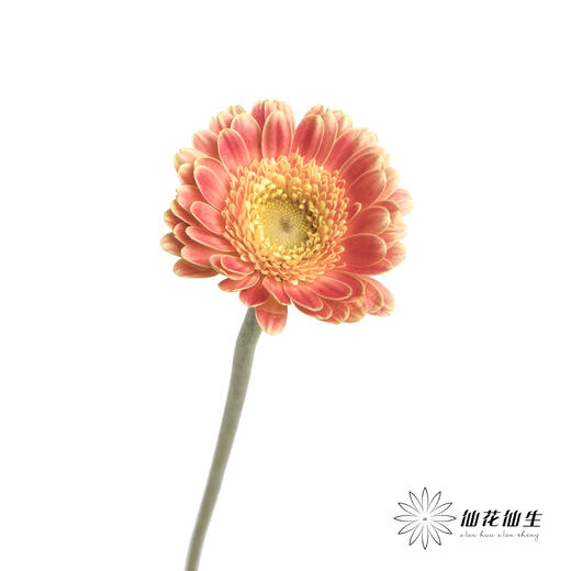 非洲菊 | 艾玛 商品图2