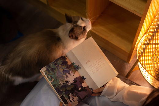 《猫苑猫乘》 | 中国人吸猫宝典 带你看透猫的808个小秘密，赠送精美猫猫形状书签和贴纸 商品图7