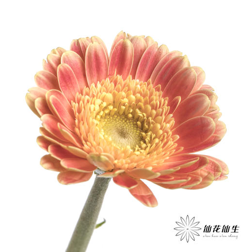 非洲菊 | 艾玛 商品图1