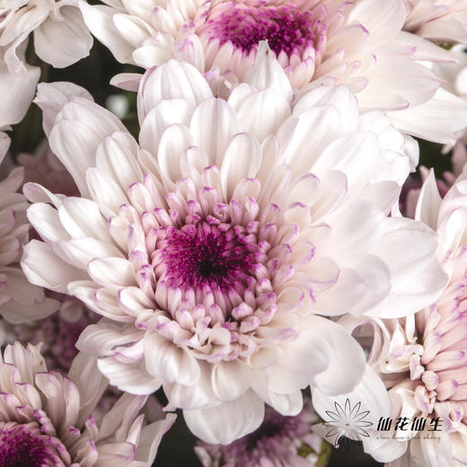 小菊 | 香草草莓 商品图1