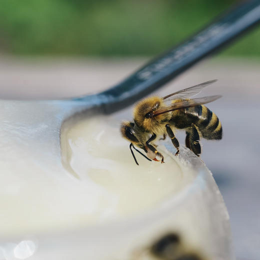 【产地直发包邮】山季—黑蜂雪蜜500g 商品图3