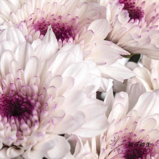 小菊 | 香草草莓 商品图4