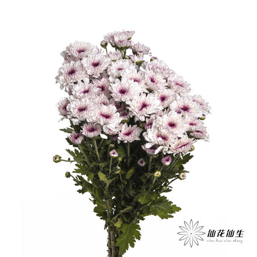 小菊 | 香草草莓 商品图7