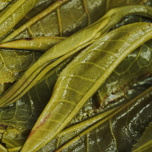 【福禄寿喜/礼盒装】2020年头春普洱生茶七百年古树纯料357g/礼盒装 商品图2