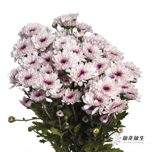 小菊 | 香草草莓 商品图6