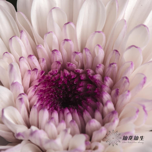 小菊 | 香草草莓 商品图3