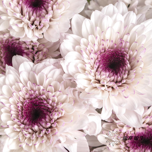 小菊 | 香草草莓 商品图0