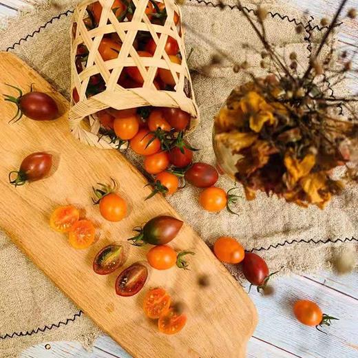 业主福利~【福建双拼小番茄】约3斤，珠珠和紫葡萄小番茄双拼，颗颗爆浆 商品图2