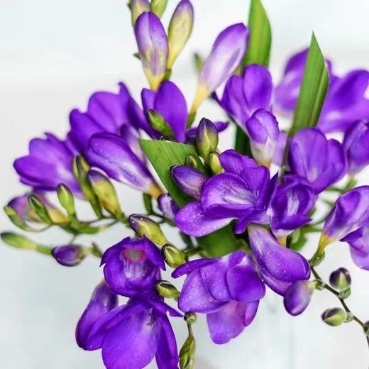 【超大份量香雪兰】30支/份 颜色随机 2-3个颜色 商品图4