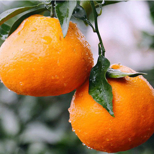 春见耙耙柑 商品图6