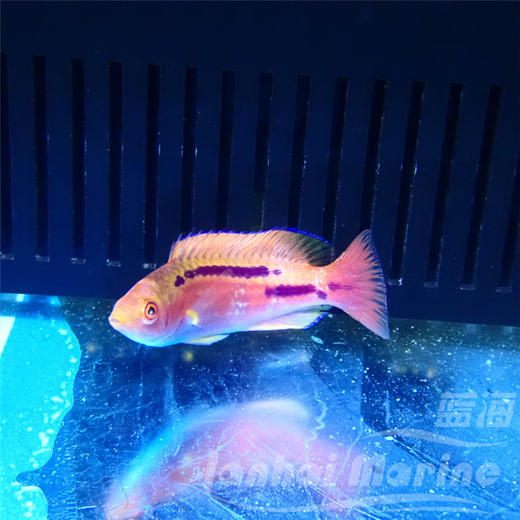 紫线仙子龙 商品图4