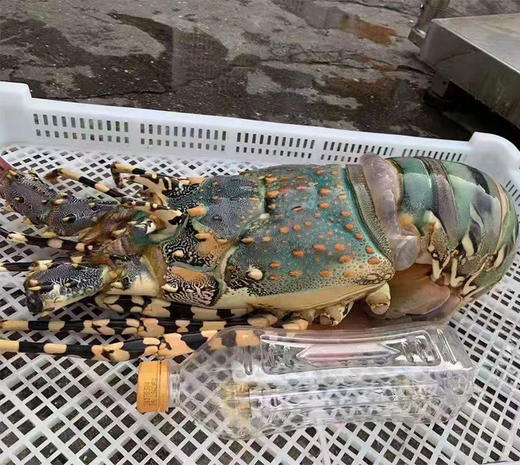 锦绣大花龙（东山岛） 商品图1