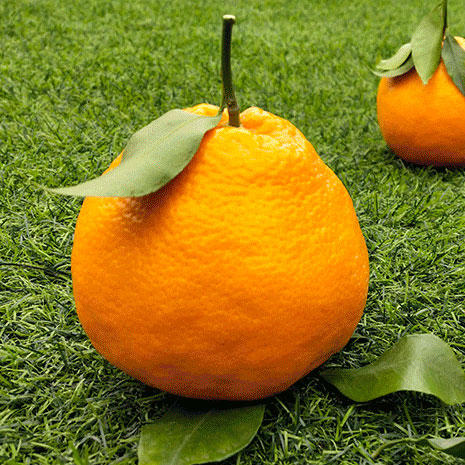 春见耙耙柑 商品图4