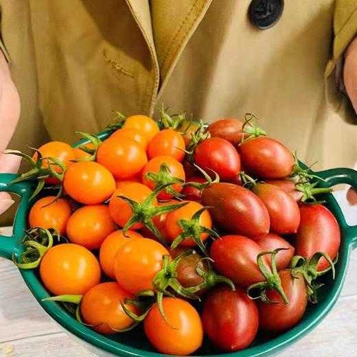 业主福利~【福建双拼小番茄】约3斤，珠珠和紫葡萄小番茄双拼，颗颗爆浆 商品图4