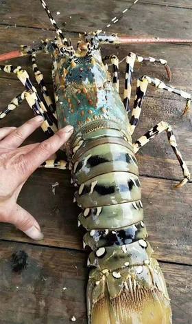 锦绣大花龙（东山岛）