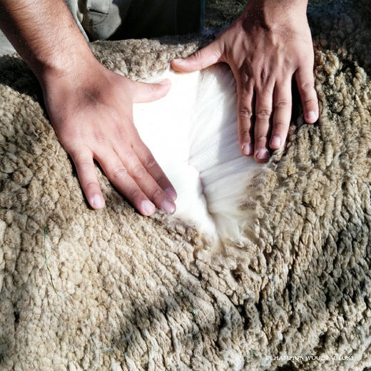 AusGoldEN澳洲制造骑士羊毛冬被 商品图5