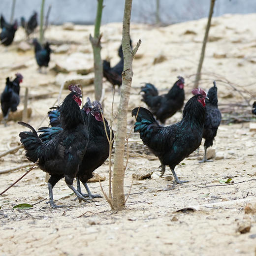 高山黑鸡母鸡 单只约2.2斤 商品图3