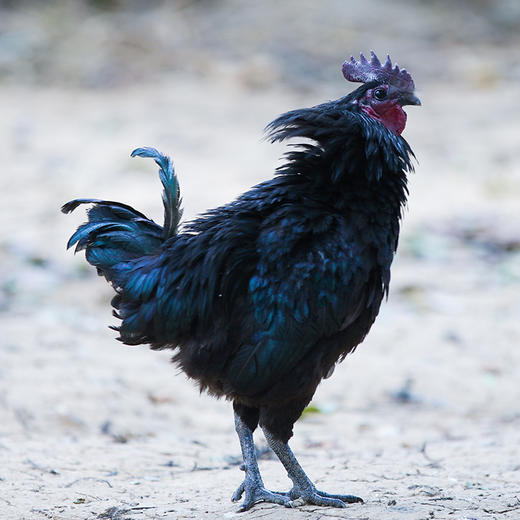 三峡高山黑鸡农家黑鸡肉质饱满口感细腻