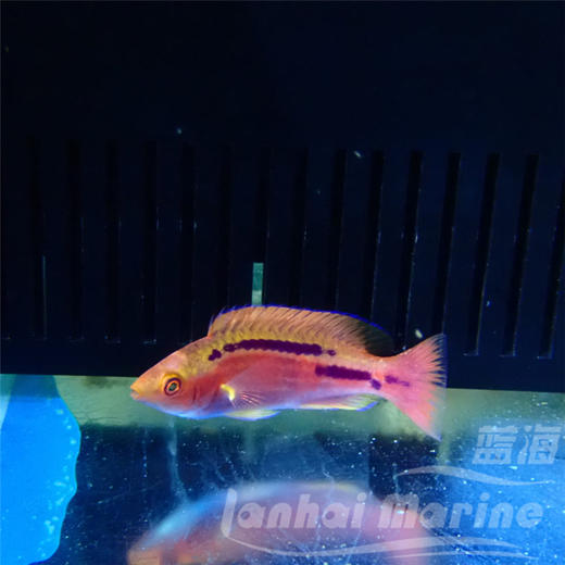 紫线仙子龙 商品图1