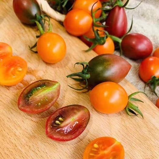 业主福利~【福建双拼小番茄】约3斤，珠珠和紫葡萄小番茄双拼，颗颗爆浆 商品图1