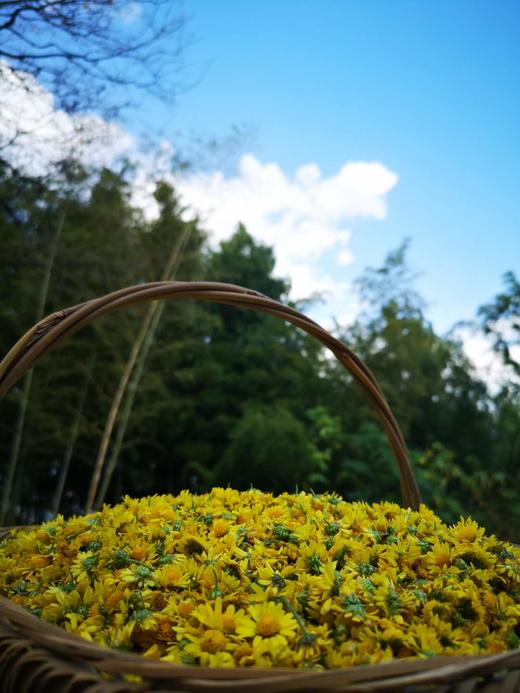 野菊花纯露 商品图3