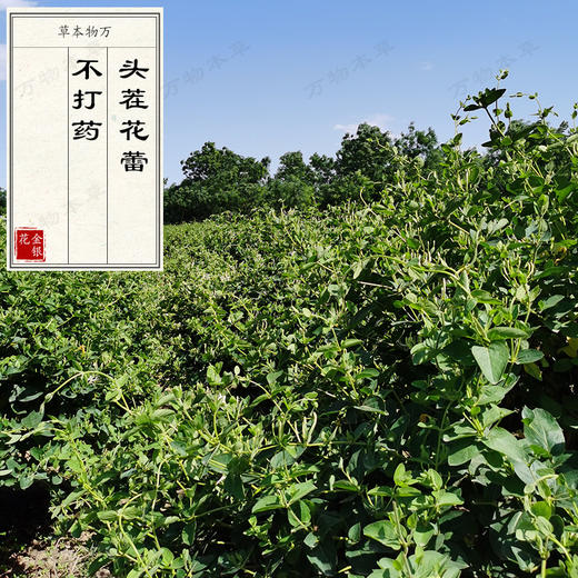 【精选头茬花】调和身体燥热金银花 优质品种 不熏硫不打药 夏季必备 商品图3