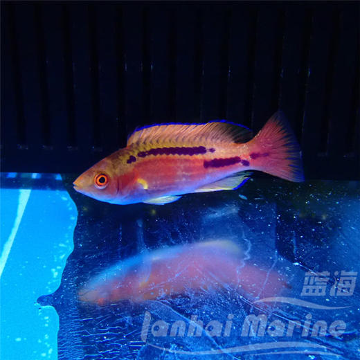 紫线仙子龙 商品图2