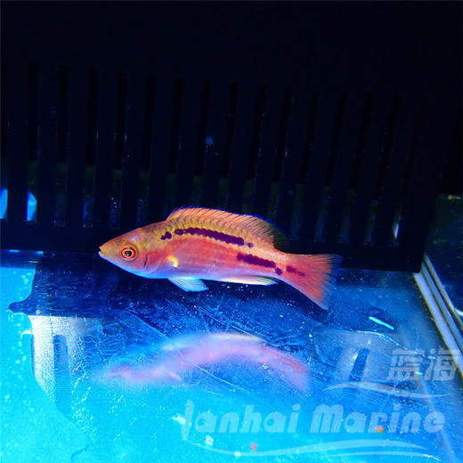 紫线仙子龙 商品图5