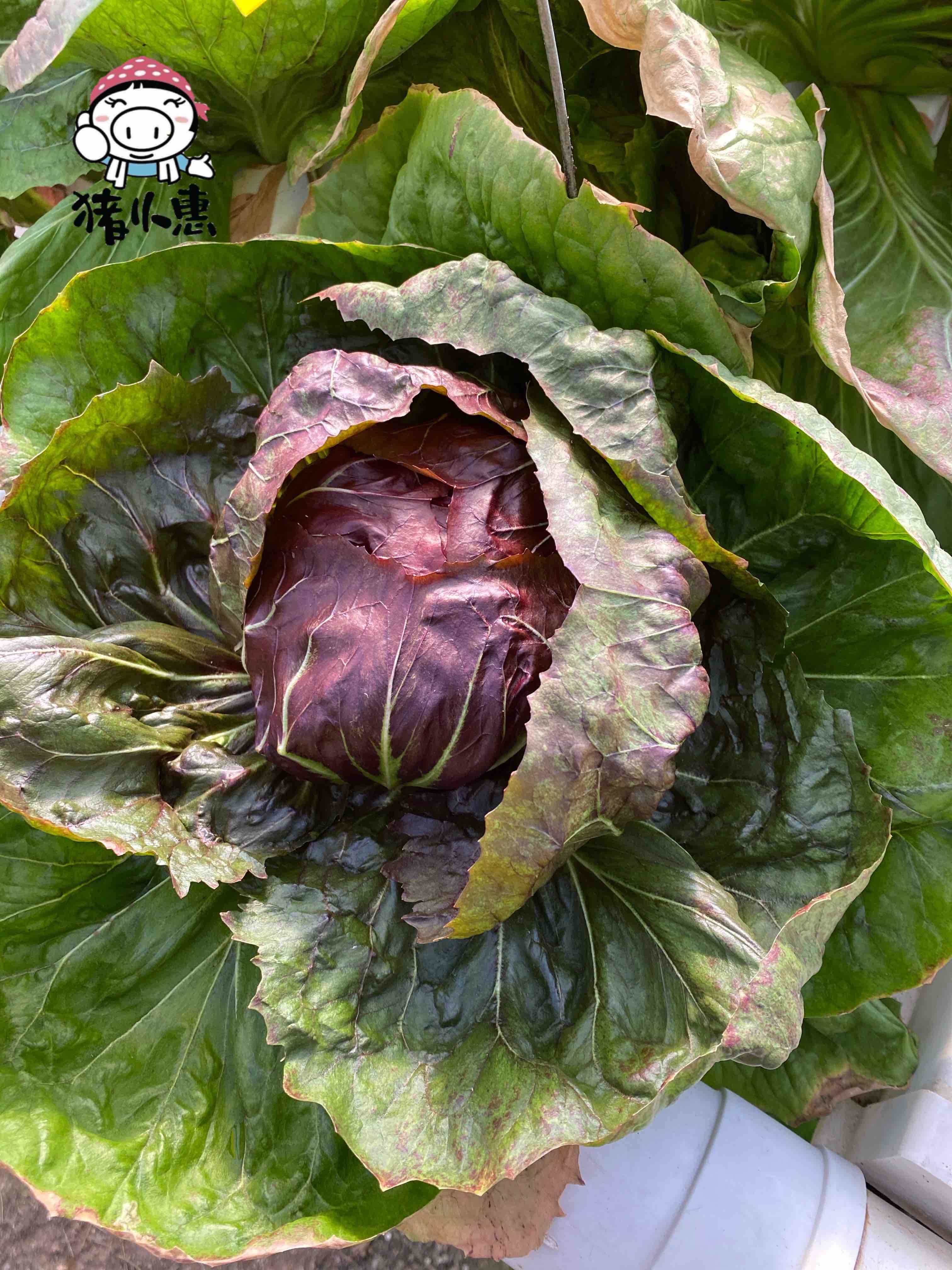 猪小惠 绿色无公害 红菊苣结球生菜