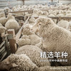 AusGoldEN澳洲制造骑士羊毛冬被 商品缩略图6