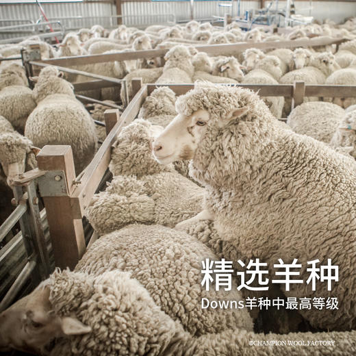AusGoldEN澳洲制造骑士羊毛冬被 商品图6