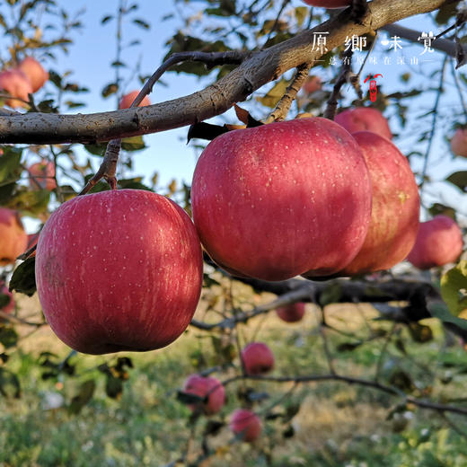立君生态苹果/满满苹果（基地直发-顺丰包邮） | 4.3±0.2斤，来自山东烟台，生产者：李立君【合作生产，公平贸易】 商品图7