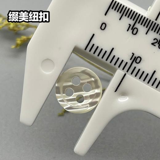 细边塔螺贝壳(整包购买) 商品图4