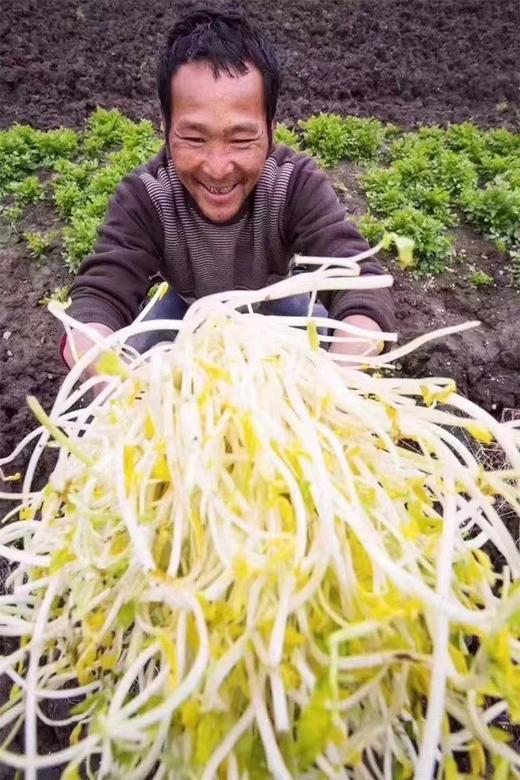 周五取货：【溧阳白芹】一份1斤左右，去根，质脆嫩、茎白、叶清香，水分多！ 商品图10