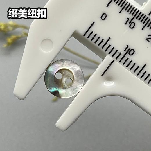 宽边二眼马氏贝(整包购买) 商品图4