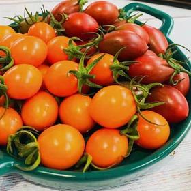 业主福利~【福建双拼小番茄】约3斤，珠珠和紫葡萄小番茄双拼，颗颗爆浆