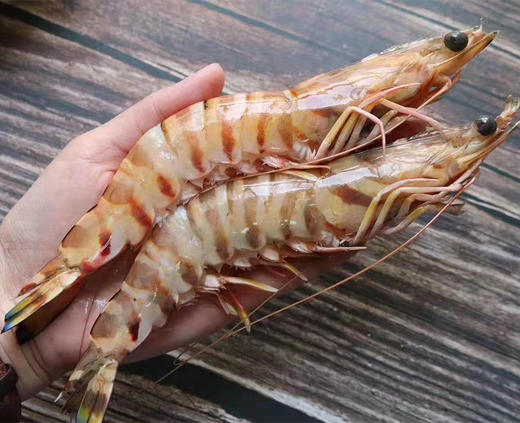 野生斑节虾（东山岛） 商品图0