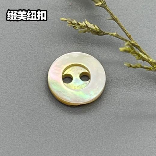 宽边二眼马氏贝(整包购买) 商品图1