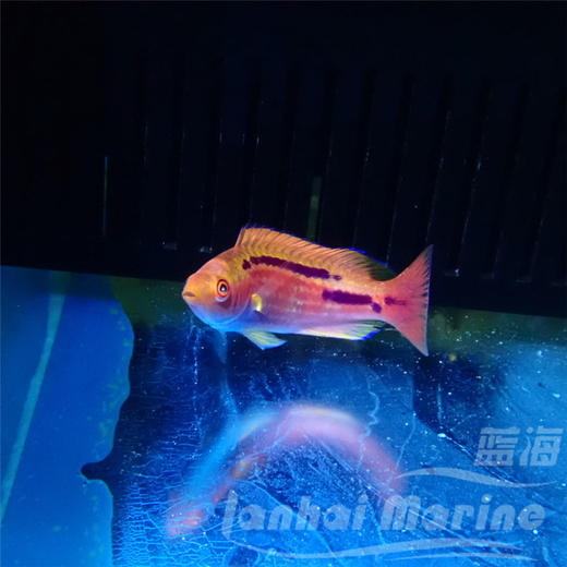 紫线仙子龙 商品图3