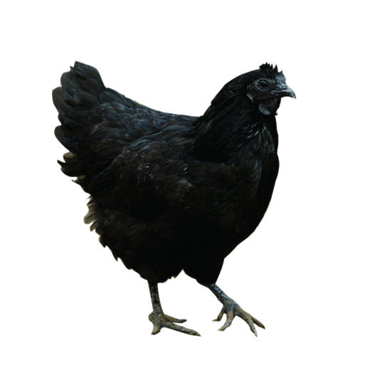 【云上消费扶贫】【三峡高山黑鸡】农家散养黑鸡